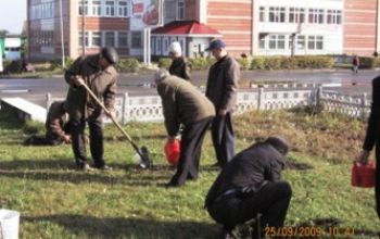 Посадка кедров